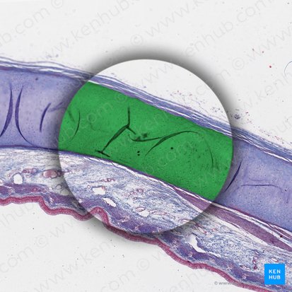 Cartilago tracheae (Luftröhrenknorpel); Bild: 