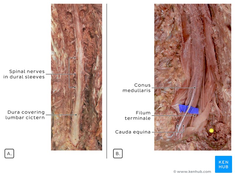 Spinal cord in situ