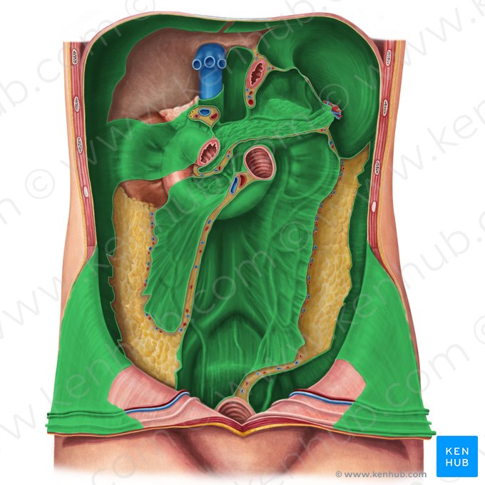 Peritônio parietal (Peritoneum parietale); Imagem: Irina Münstermann
