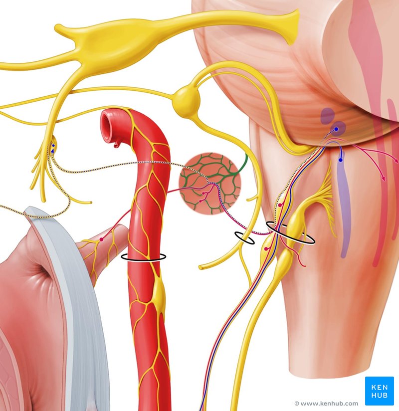 Tympanic plexus - lateral-left view