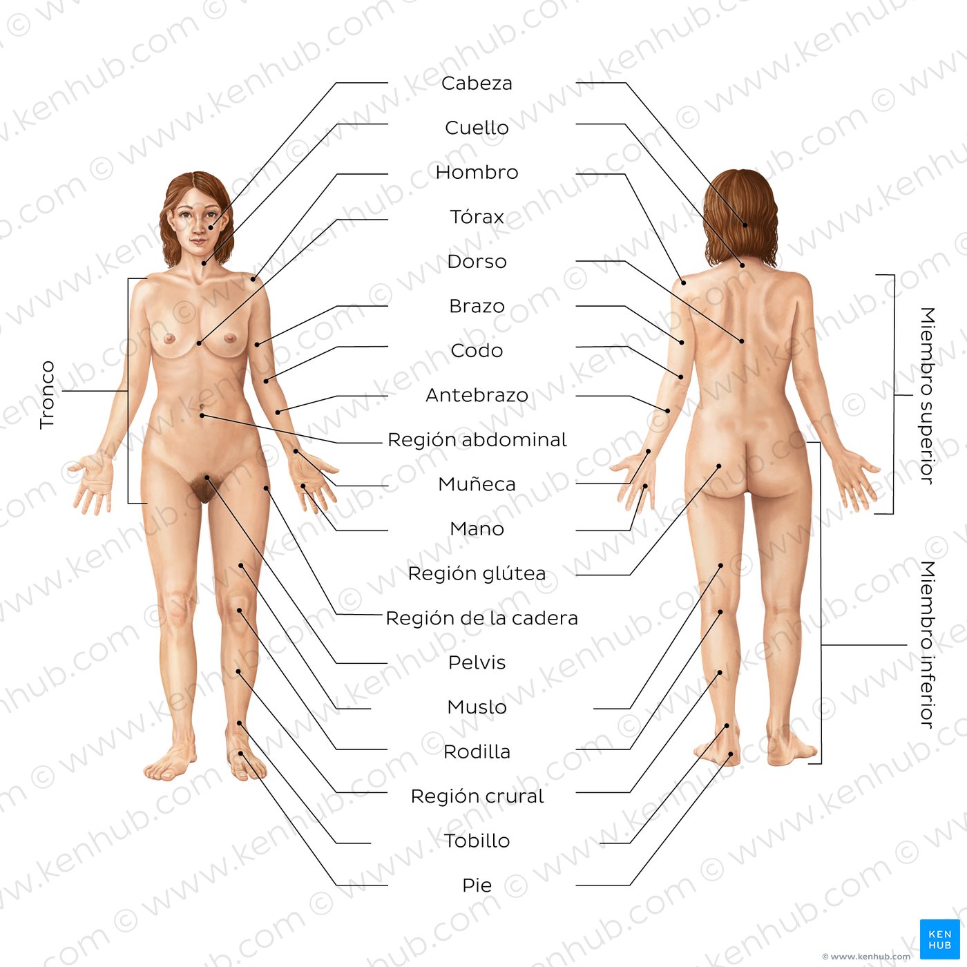 Anatomía corporal femenina (cara anterior y posterior)