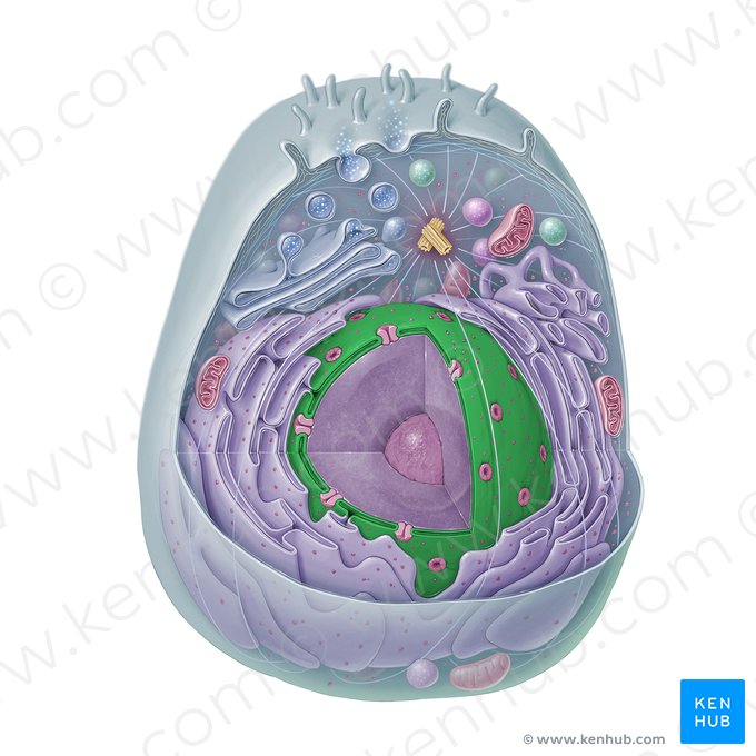 Envelope nuclear (Tegmentum nucleare); Imagem: Paul Kim