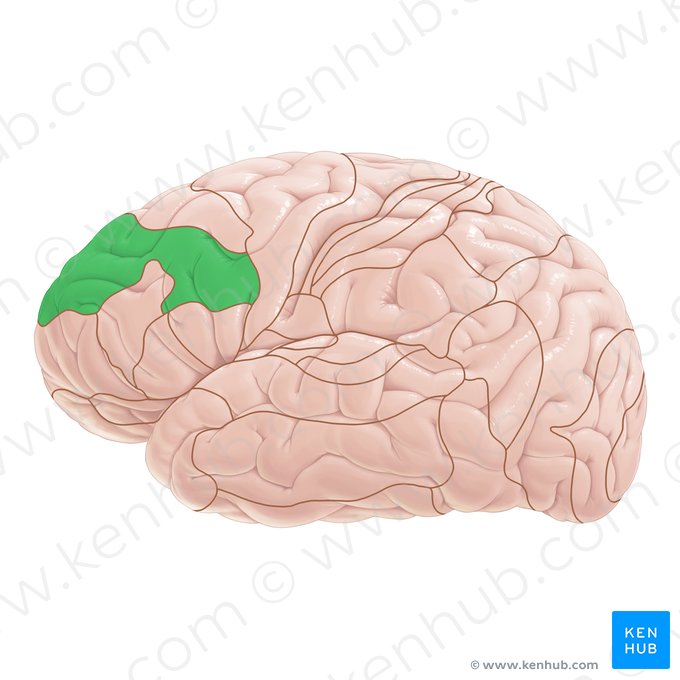 Área 9 de Brodmann (Area Brodmann 9); Imagem: Paul Kim