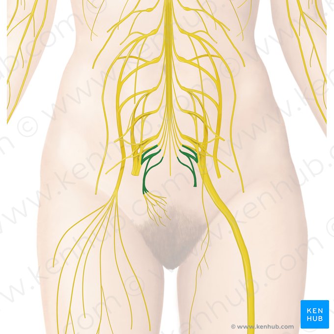 Coccygeal plexus (Plexus coccygeus); Image: Begoña Rodriguez