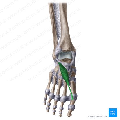 Músculo extensor corto del dedo gordo (Musculus extensor hallucis brevis); Imagen: Liene Znotina