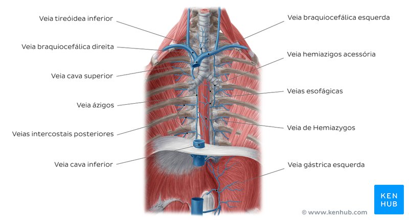 Veias esofágicas - vista anterior