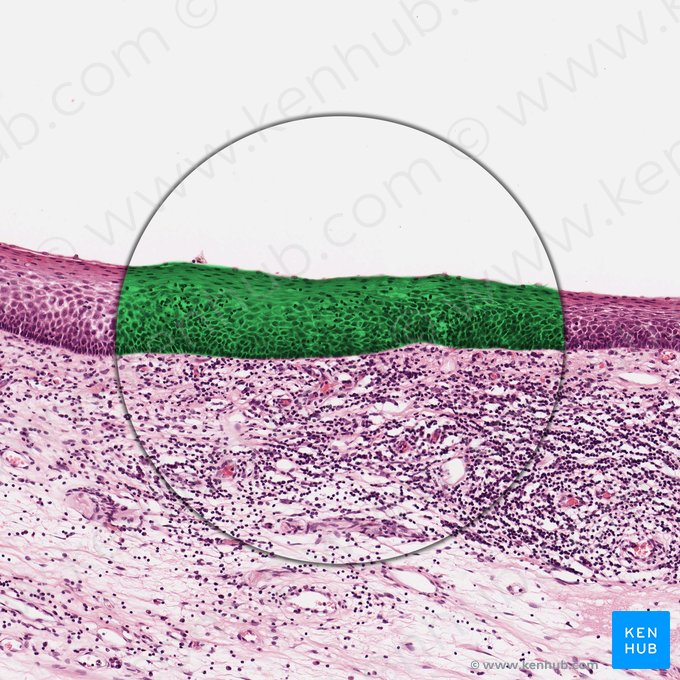 Epitelio escamoso estratificado no queratinizado (Epithelium stratificatum squamosum non cornificatum); Imagen: 