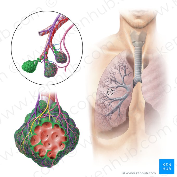 Alveolus pulmonis (Alveole); Bild: Paul Kim