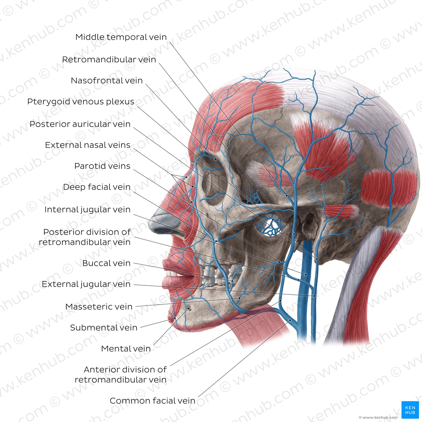 Veins of face and scalp (Lateral view)