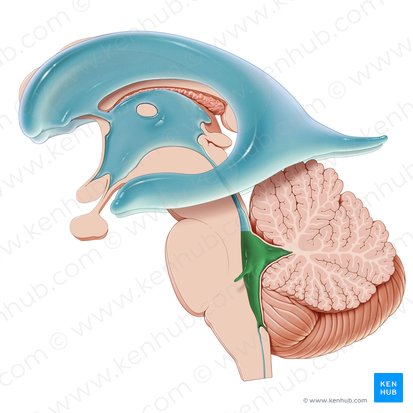 Ventriculus quartus (Vierter Ventrikel); Bild: Paul Kim