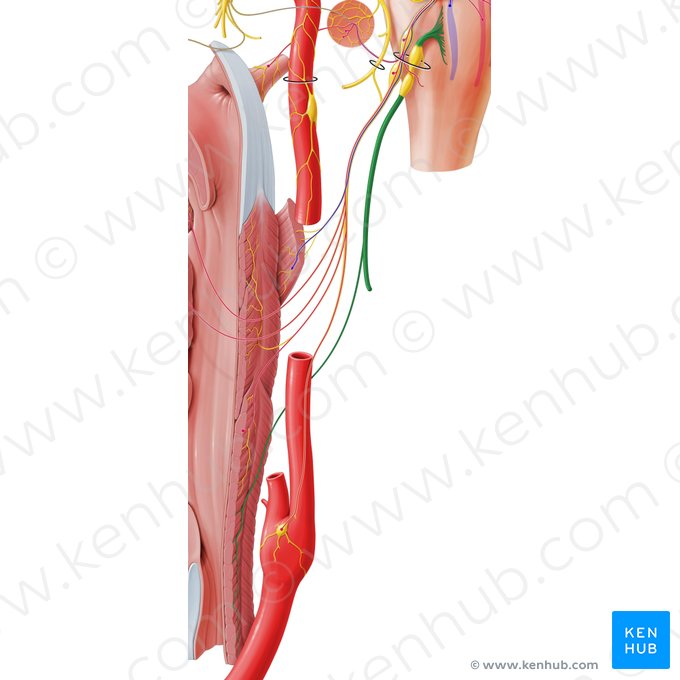 Vagus nerve (Nervus vagus); Image: Paul Kim