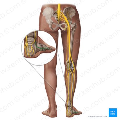 Lateral dorsal cutaneous nerve of foot (Nervus cutaneus dorsalis lateralis pedis); Image: Irina Münstermann