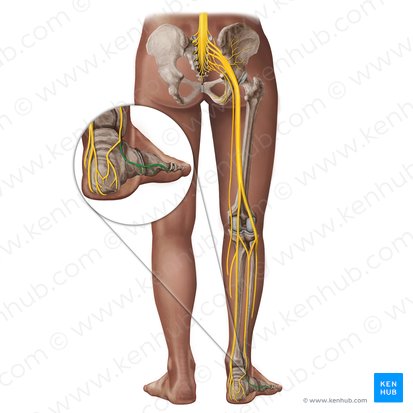 Nervio cutáneo dorsal lateral del pie (Nervus cutaneus dorsalis lateralis pedis); Imagen: Irina Münstermann