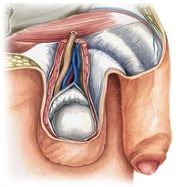 Male pelvis and reproductive organs