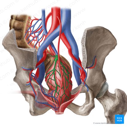 Veia retal superior (Vena anorectalis superior); Imagem: Begoña Rodriguez