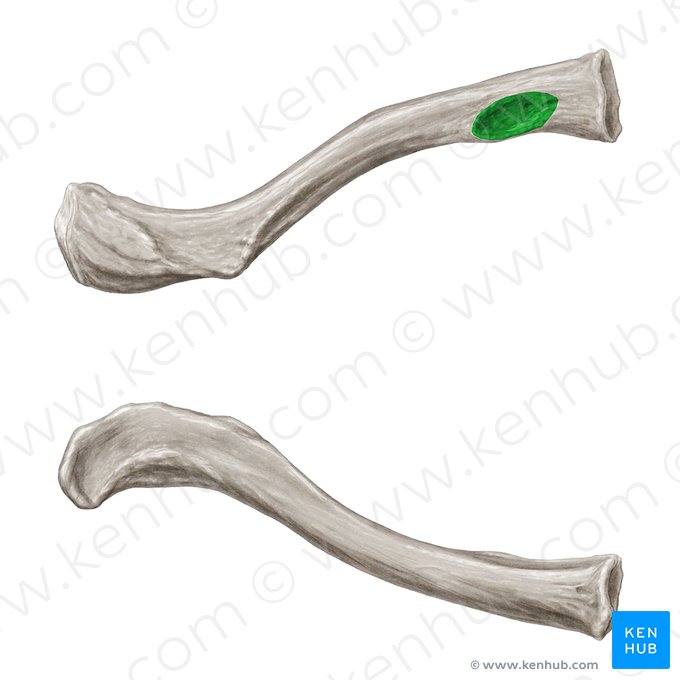 Impressio ligamenti costoclavicularis (Abdruck des Rippen-Schlüsselbein-Bands); Bild: Samantha Zimmerman