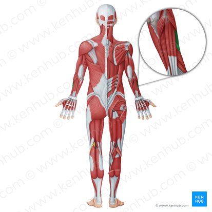 Músculo extensor radial curto do carpo (Musculus extensor carpi radialis brevis); Imagem: Irina Münstermann