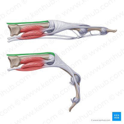 Tendões do músculo extensor dos dedos (Tendines musculi extensoris digitorum); Imagem: Paul Kim