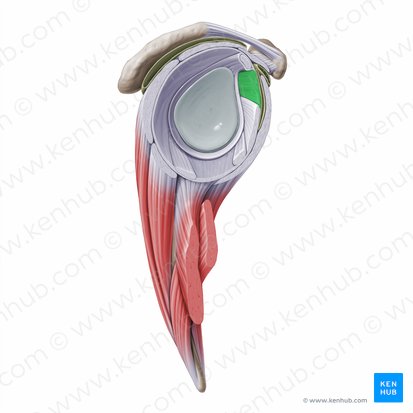 Ligamento glenohumeral superior (Ligamentum glenohumerale superius); Imagen: Paul Kim