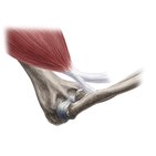 Cubital fossa