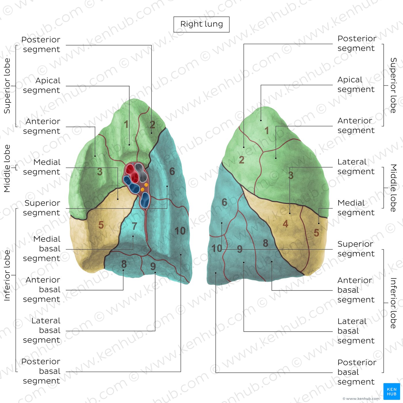 Bronchopulmonary segments (Right lung)