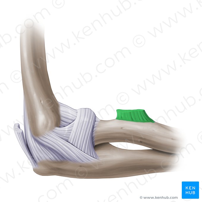 Distal tendon of biceps brachii muscle (Tendo distalis musculi bicipitis brachii); Image: Paul Kim