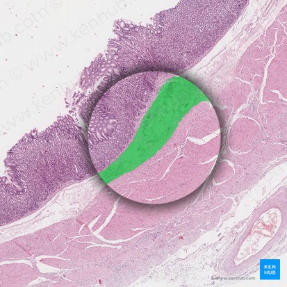 Submucosa (Tela submucosa); Imagen: 