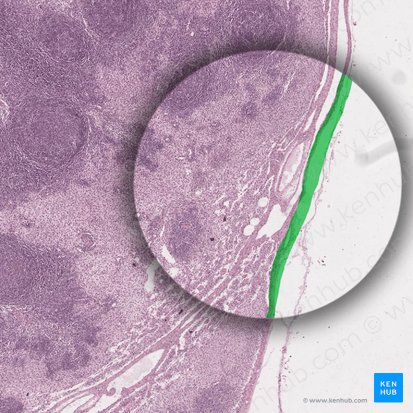 Capsule of lymph node (Capsula nodi lymphoidei); Image: 