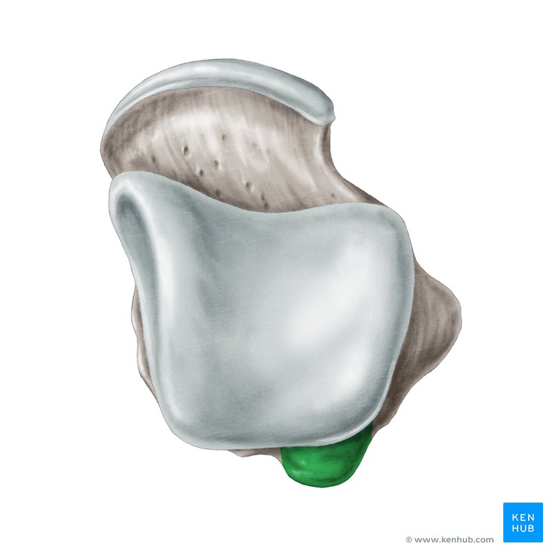 Lateral tubercle of posterior process of talus - cranial view