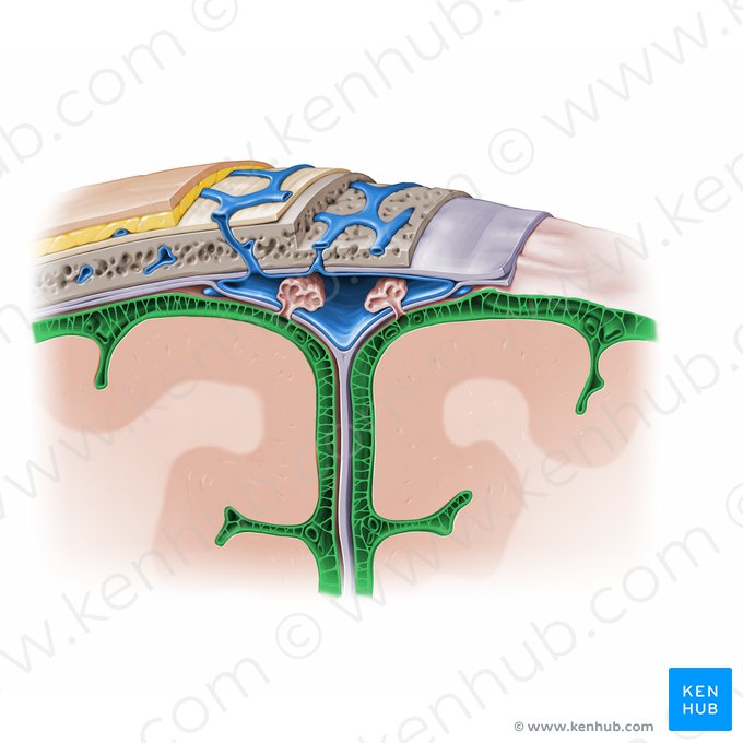 Espaço subaracnóideo (Spatium subarachnoidale); Imagem: Paul Kim