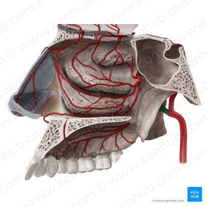 Arteria maxillaris (Oberkieferarterie); Bild: Begoña Rodriguez