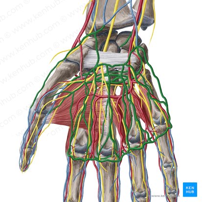 Superficial and deep palmar venous arches (Arcus venosus palmaris superficialis et profundus); Image: Yousun Koh