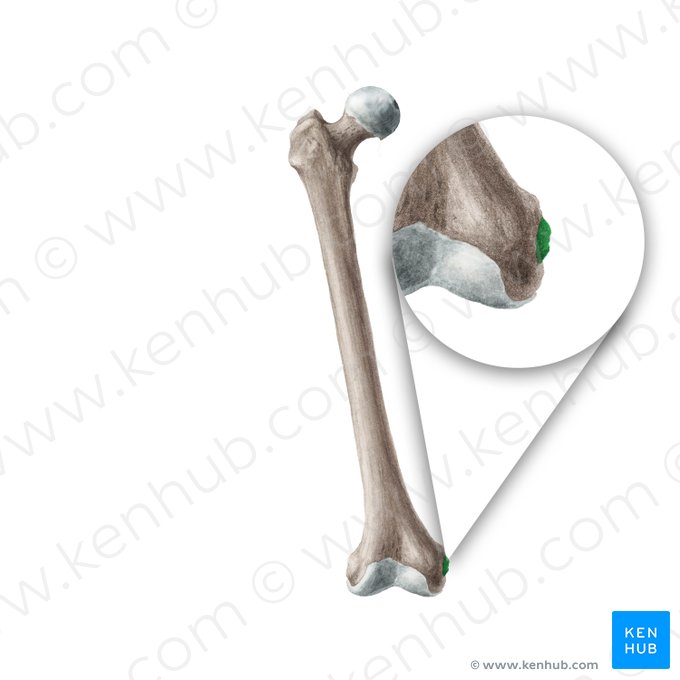 Epicóndilo medial del fémur (Epicondylus medialis ossis femoris); Imagen: Liene Znotina