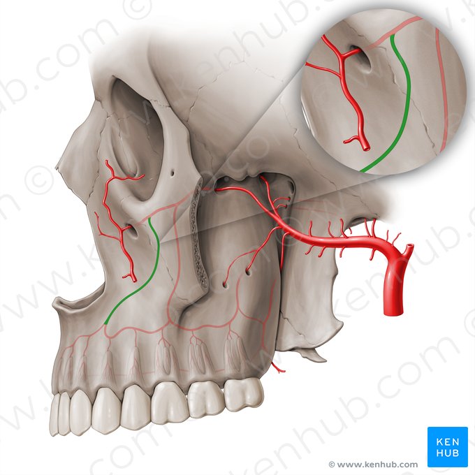 Artéria alveolar superior anterior (Arteria alveolaris superior anterior); Imagem: Paul Kim