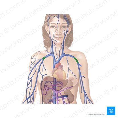 Axillary vein (Vena axillaris); Image: Begoña Rodriguez