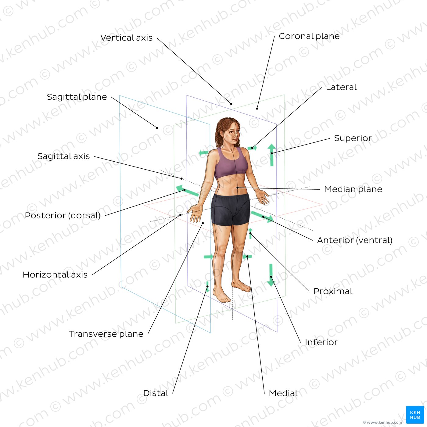 Directional terms and body planes