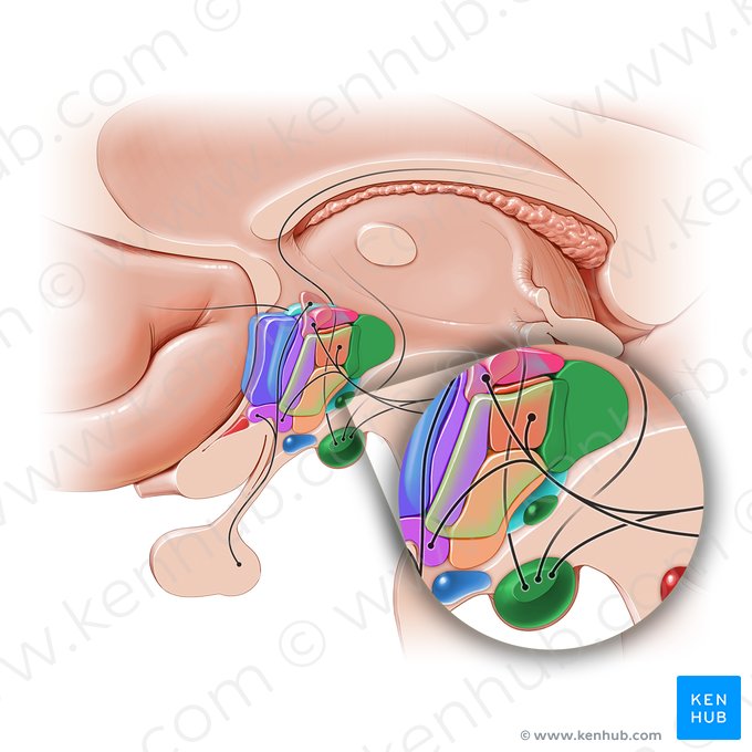 Posterior hypothalamic area (Area hypothalamica posterior); Image: Paul Kim