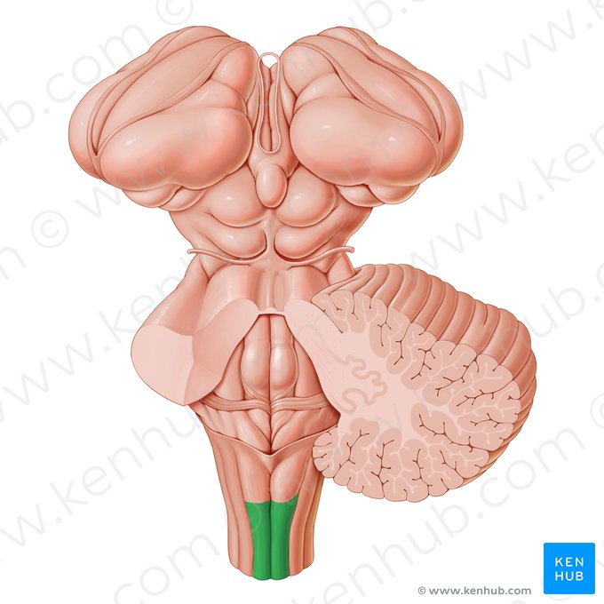 Fascículo grácil (Fasciculus gracilis); Imagem: Paul Kim