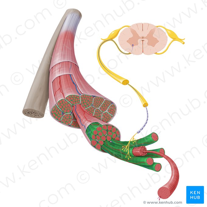 Endomisio (Endomysium); Imagen: Paul Kim