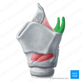 Superior horn of thyroid cartilage (Cornu superius cartilaginis thyroideae); Image: Yousun Koh
