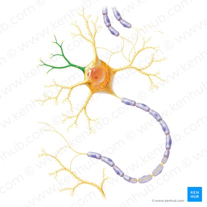 Dendritic branch (Ramus dendriticus); Image: Paul Kim
