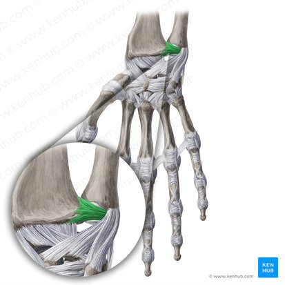 Palmar radioulnar ligament (Ligamentum radioulnare palmare); Image: Yousun Koh