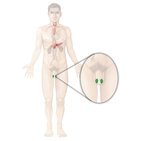 Testicule