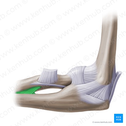 Membrana interósea del antebrazo (Membrana interossea antebrachii); Imagen: Paul Kim