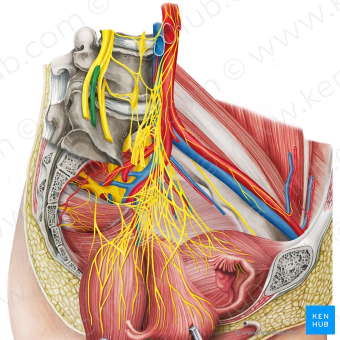 Ramos anteriores dos nervos lombares (Rami anteriores nervorum lumbalium); Imagem: Irina Münstermann