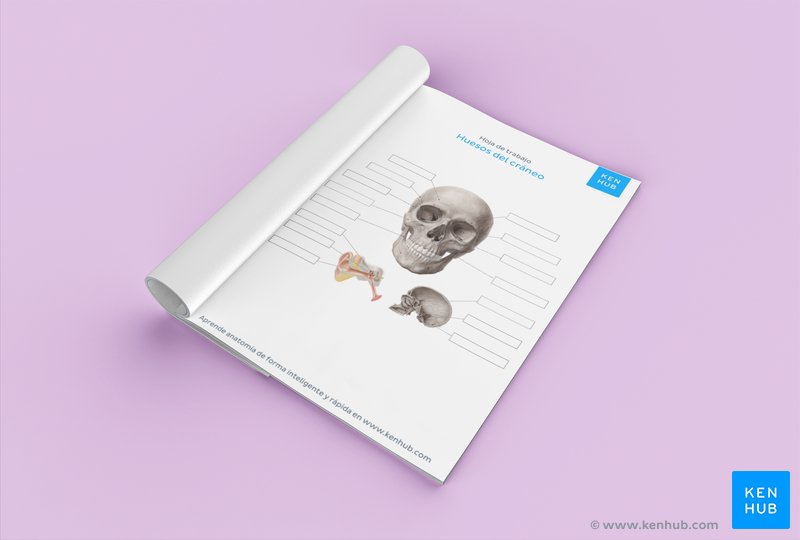 Descarga tu hoja de trabajo gratuita en PDF mostrando al cráneo desde una perspectiva anterior