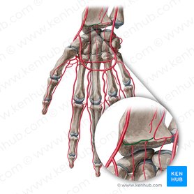 Rama carpiana palmar de la arteria radial (Ramus carpeus palmaris arteriae radialis); Imagen: Yousun Koh