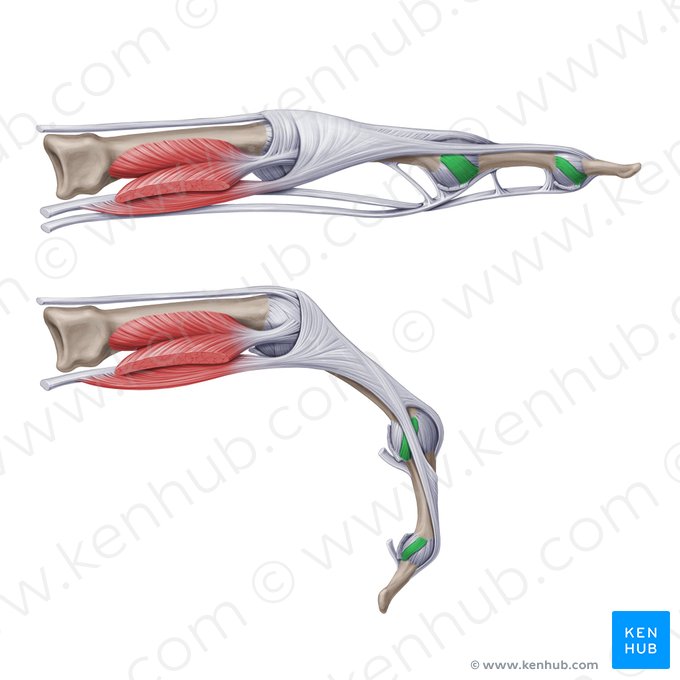 Ligaments interphalangiens collatéraux propres de la main (Ligamenta interphalangea collateralia propria manus); Image : Paul Kim