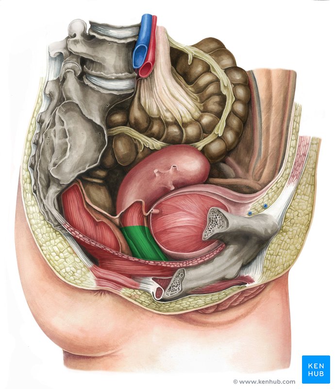 Vagina (vista lateral direita)