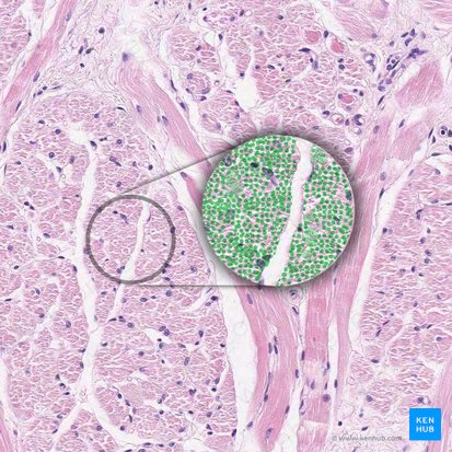 Miofibrilla (Myofibrilla); Imagen: 